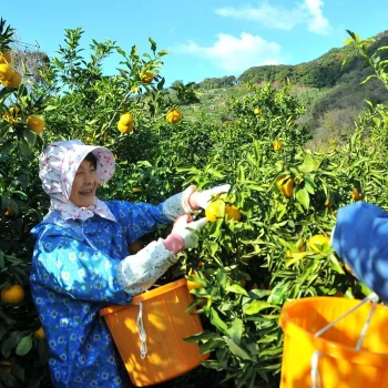 和歌山県北山村のじゃばら