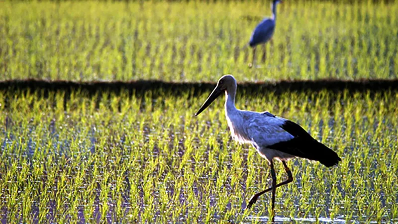 兵庫県但馬のコウノトリ育むお米に関する産地写真