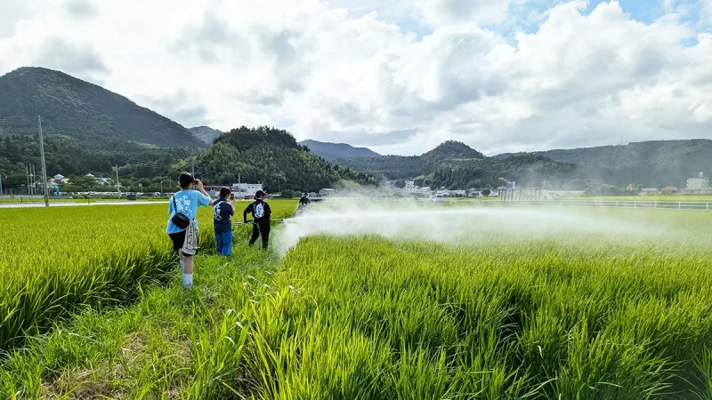島根県隠岐の島の藻塩米きぬむすめに関する産地写真