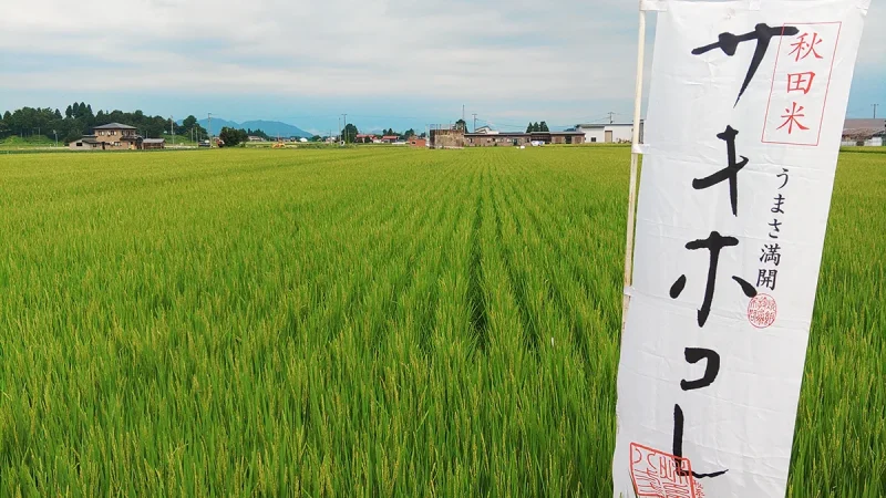 秋田県JA秋田おばこのプラチナサキホコレに関する産地写真
