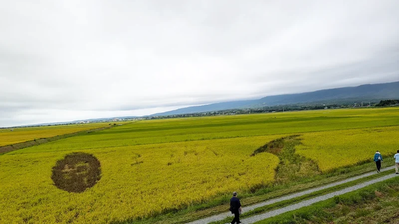 新潟県佐渡島の朱鷺と暮らす郷認証米に関する産地写真