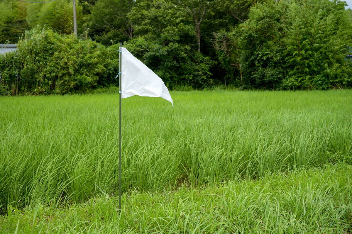 お米の残留農薬について