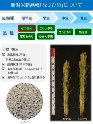 2026年デビュー 新潟県佐渡島産 なつひめ